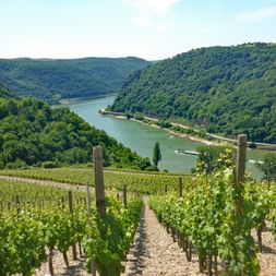 Wanderreise Rheinsteig mit Panoramablick