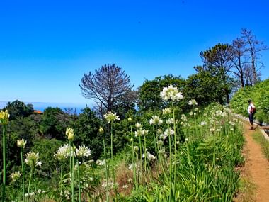 Blumenpracht entlang der Levada Wanderwege